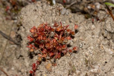 Crassula decumbens, photographed by T. Hammer