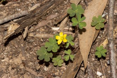 Oxalis perennans, photographed by T. Hammer