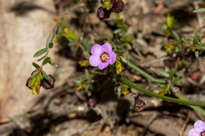 Euryomyrtus ramosissima, photographed by T. Hammer