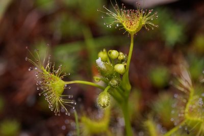 Drosera hookeri, photographed by Ben Fisher