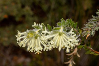 Pimelea octophylla, photographed by T. Hammer