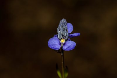 Comesperma calymega, photographed by T. Hammer