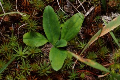 Solenogyne dominii, photographed by Ben Fisher