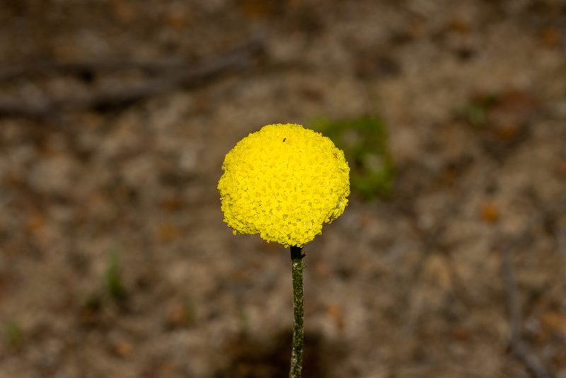 Craspedia variabilis, photographed by T. Hammer