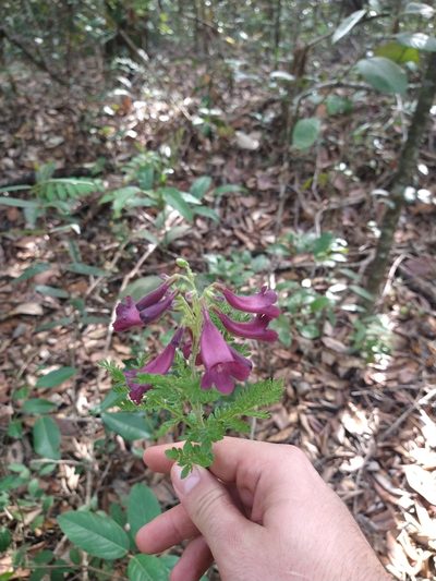 Jacaranda ulei, photographed by Leonardo Bergamini