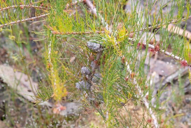 Allocasuarina misera, photographed by Peter Crowcroft
