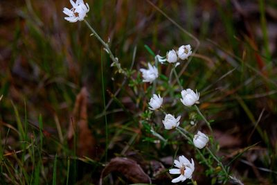 Argentipallium obtusifolium