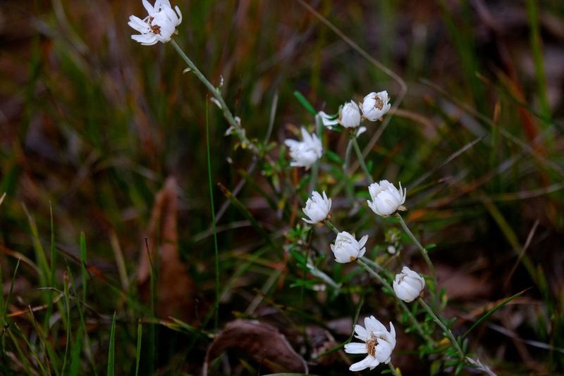 Argentipallium obtusifolium, photographed by Peter Crowcroft