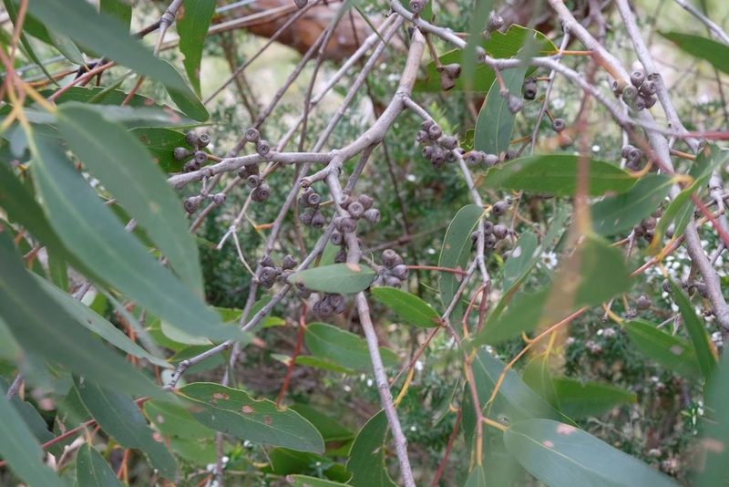 Eucalyptus obliqua, photographed by Peter Crowcroft