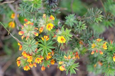 Pultenaea humilis, photographed by Peter Crowcroft