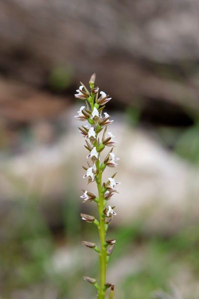Prasophyllum odoratum, photographed by Peter Crowcroft
