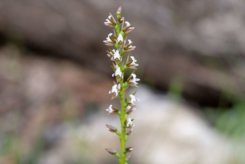 Prasophyllum odoratum, photographed by Peter Crowcroft