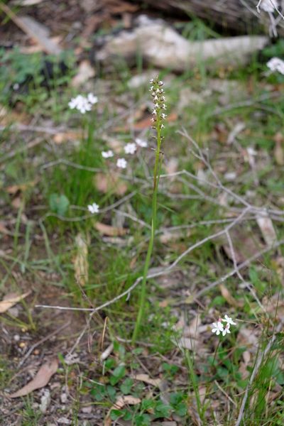 Prasophyllum odoratum, photographed by Peter Crowcroft