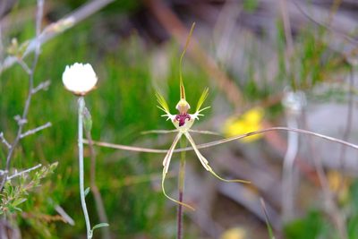 Caladenia tentaculata, photographed by Peter Crowcroft