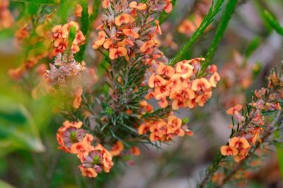 Dillwynia sericea, photographed by Peter Crowcroft