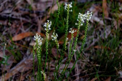 Stackhousia monogyna, photographed by Peter Crowcroft