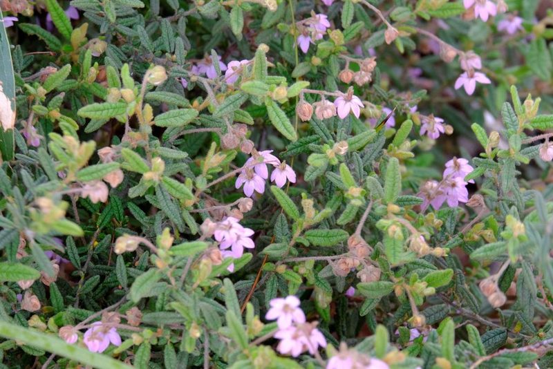 Thomasia petalocalyx, photographed by Peter Crowcroft