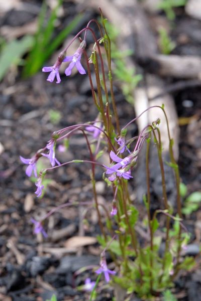 Lobelia rhombifolia, photographed by Peter Crowcroft
