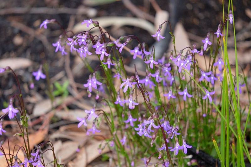 Lobelia rhombifolia, photographed by Peter Crowcroft
