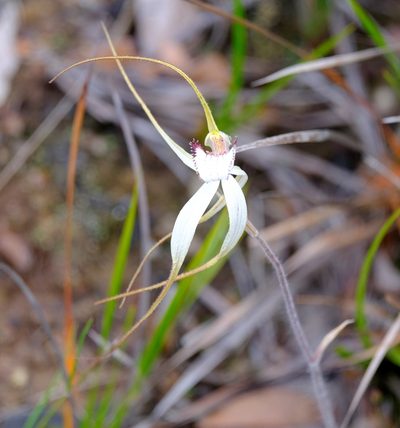 Caladenia venusta, photographed by Peter Crowcroft