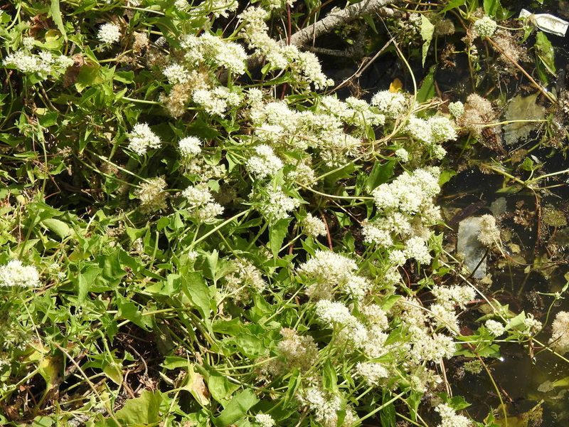 Mikania periplocifolia, photographed by Eduardo Luis Beltrocco