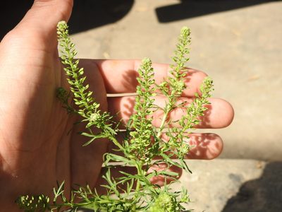 Lepidium bonariense, photographed by Eduardo Luis Beltrocco