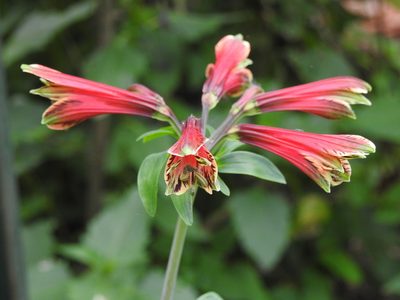 Alstroemeria psittacina, photographed by Eduardo Luis Beltrocco