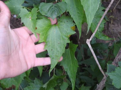 Mikania periplocifolia, photographed by Eduardo Luis Beltrocco