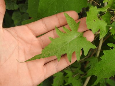 Mikania periplocifolia, photographed by Eduardo Luis Beltrocco
