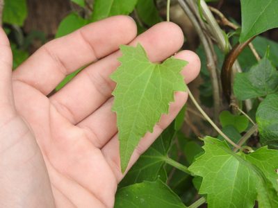 Mikania periplocifolia, photographed by Eduardo Luis Beltrocco