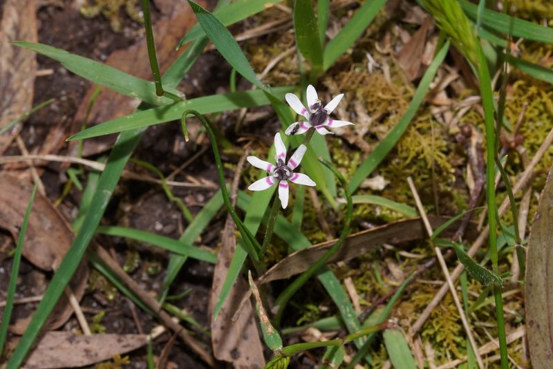 Wurmbea dioica, photographed by Ben Fisher