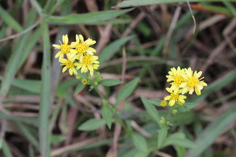 Solidago decurrens, photographed by Agnes Trekker