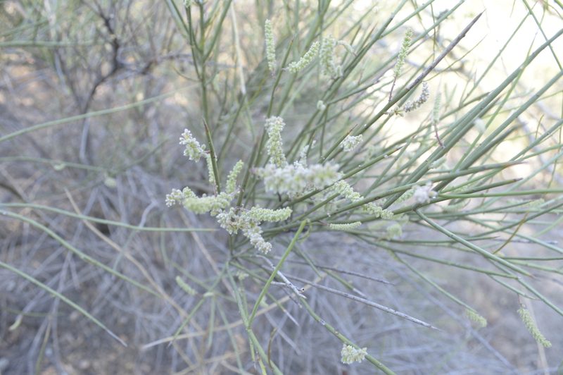Neltuma sericantha, photographed by Jose Luis Navarro