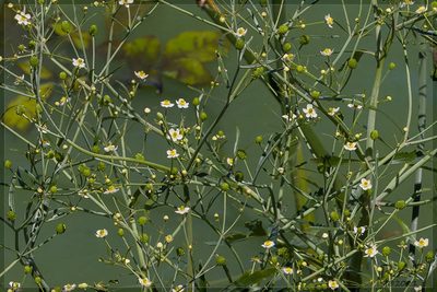 Ranunculus apiifolius, photographed by RAP