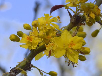 Parkinsonia praecox, photographed by Jose Luis Navarro