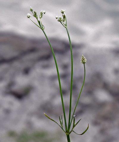 Pfaffia glomerata, photographed by Hugo Hulsberg