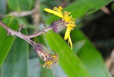 Farfugium japonicum, photographed by Agnes Trekker