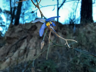 Dianella revoluta, photographed by spacegecko