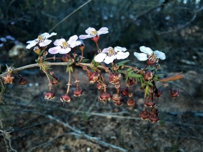 Euryomyrtus ramosissima, photographed by spacegecko