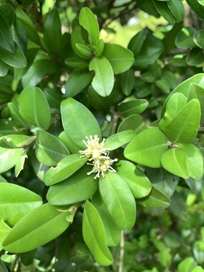 Buxus liukiuensis, photographed by 呂一起(Lyu yi-chi)