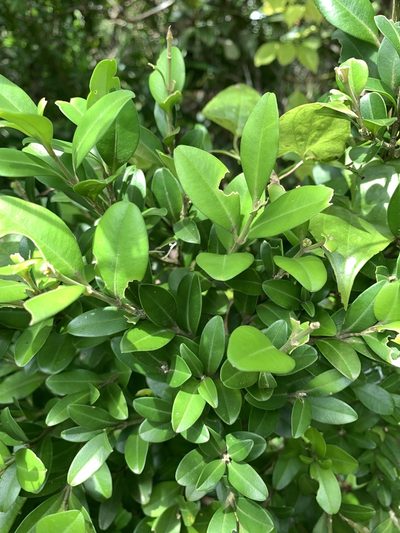 Buxus liukiuensis, photographed by 呂一起(Lyu yi-chi)