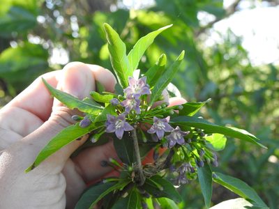 Vassobia breviflora, photographed by Eduardo Luis Beltrocco