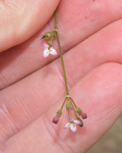 Cordylostigma virgatum, photographed by Sunčana Bradley
