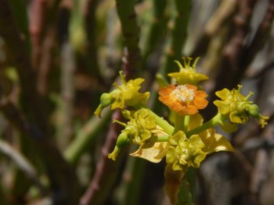 Euphorbia mauritanica, photographed by melda