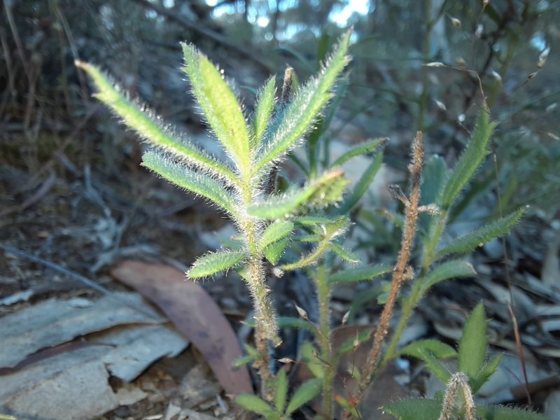 Gonocarpus elatus, photographed by spacegecko