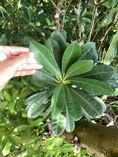 Excoecaria kawakamii, photographed by 呂一起(Lyu yi-chi)