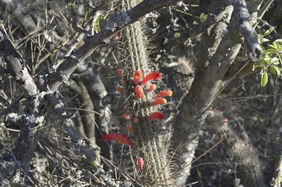 Cleistocactus baumannii, photographed by Jose Luis Navarro