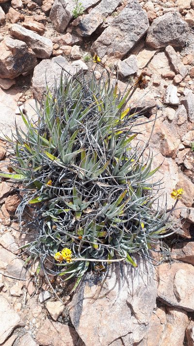 Deuterocohnia strobilifera, photographed by Andreas Schneider