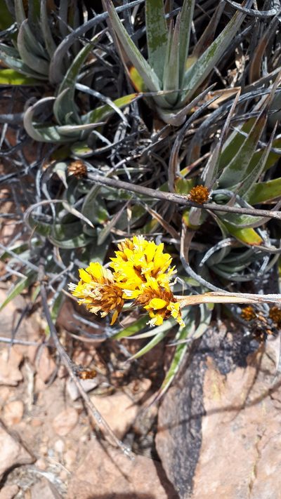 Deuterocohnia strobilifera, photographed by Andreas Schneider