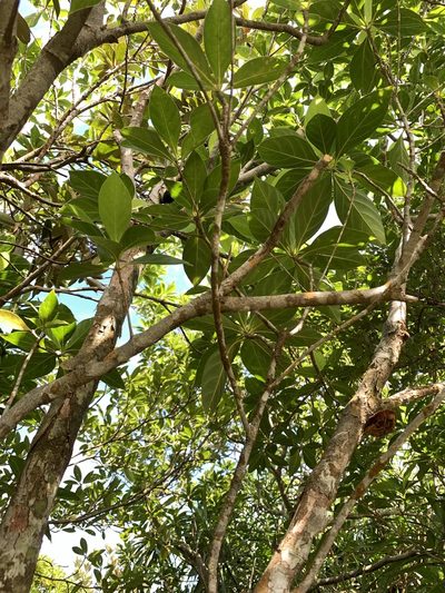 Timonius arboreus, photographed by 呂一起(Lyu yi-chi)